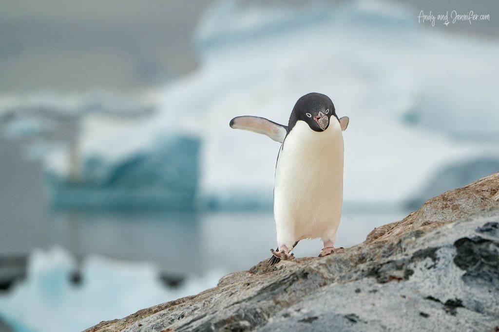Adélie penguin standing on a rocky slope with wings outstretched, icy Antarctic scenery in the background.
