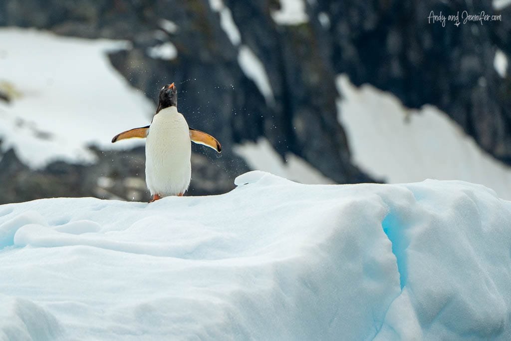  Gentoo penguin standing on a snow-covered peak, flapping its wings with a rocky background in Antarctica.