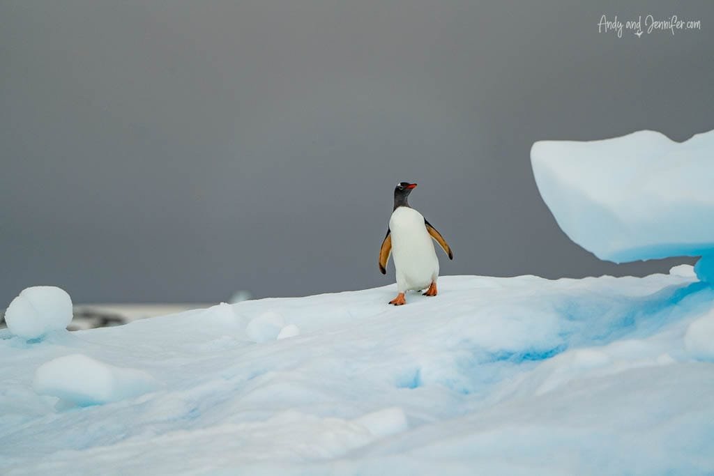 Gentoo penguin standing on a snow-covered hill with overcast skies and ice formations in the background.