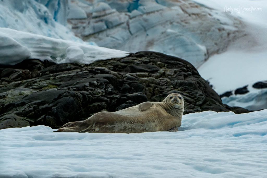 Seal lounging on snow near rocky terrain in Antarctica, with glaciers in the background.