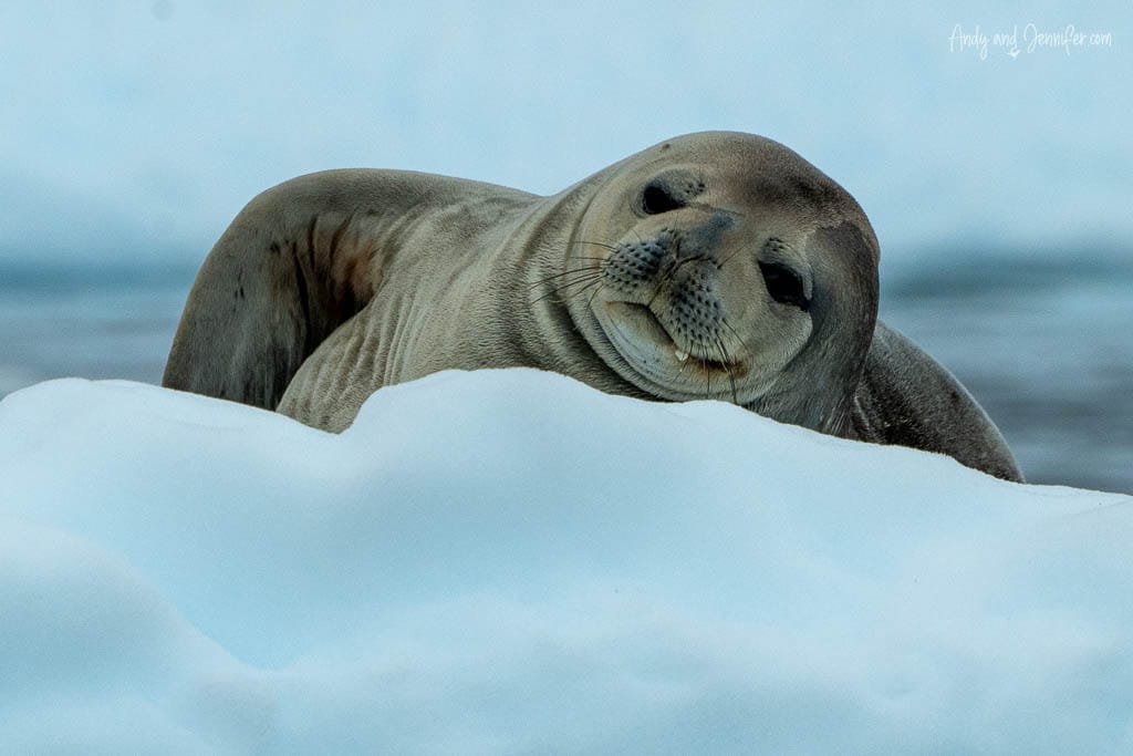  Close-up of a seal resting on snow in Antarctica, looking relaxed and peaceful