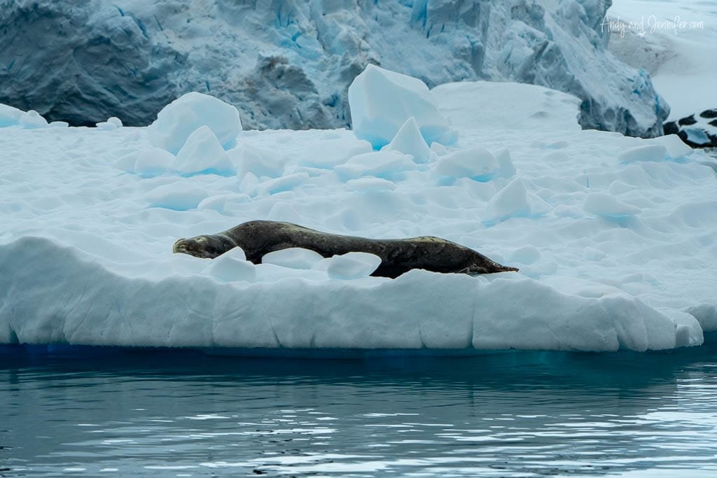 Seal sprawled out on a large snow-covered iceberg, surrounded by calm Antarctic waters and icy cliffs in the background.