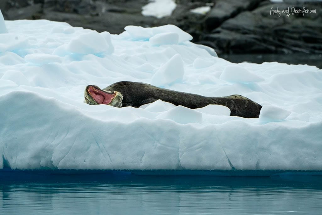 Seal lying on an iceberg, yawning widely, surrounded by icy Antarctic waters.