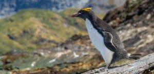 Macaroni penguin standing on a rocky slope with green hills in the background.