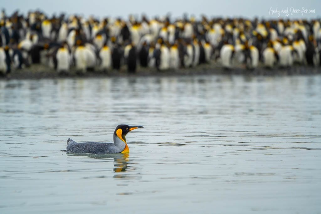 King penguin swimming in the water with a large colony gathered on the shore in the background.