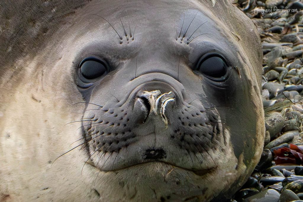 Close-up of an elephant seal's face, lying on a rocky beach, with dark eyes and whiskers prominently visible.