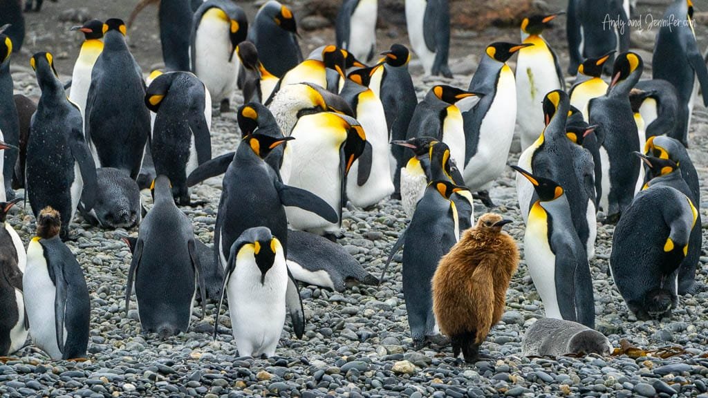 King penguin colony on a rocky beach with a single brown fluffy chick standing among the adults.