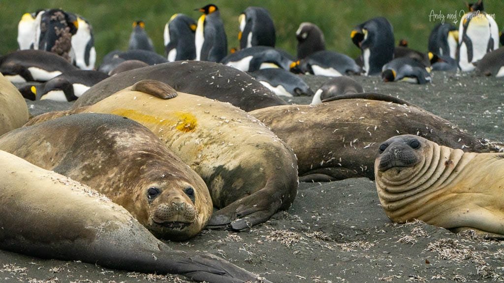 Elephant seals resting on a sandy beach, with king penguins in the background.