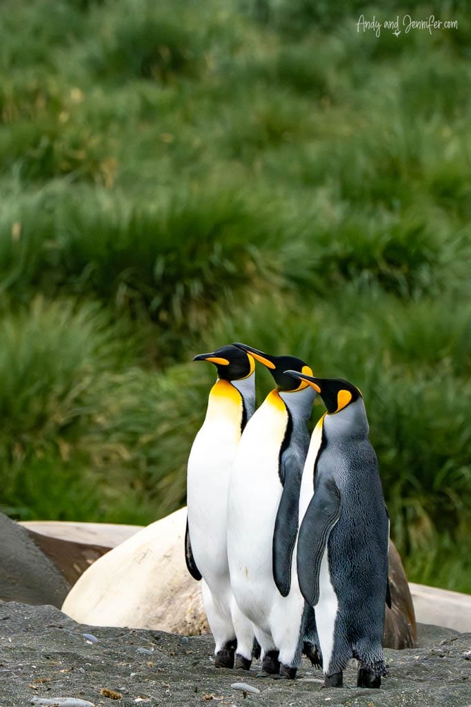 Three king penguins standing closely together on a sandy shore with lush green grass in the background.