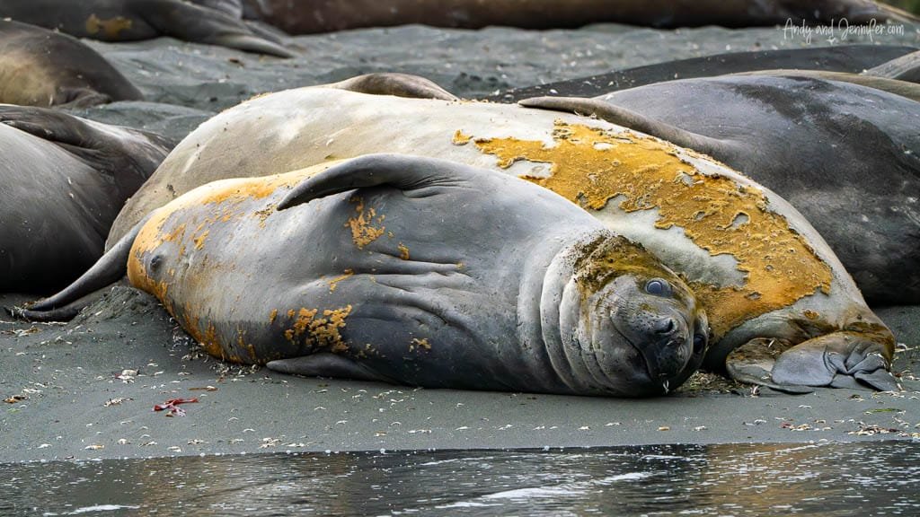 Elephant seals resting on the beach, one with molting skin, lying on black sand near the water's edge.