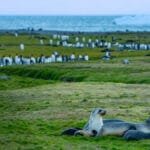 A group of fur seals lounges on the grassy shore, while a large colony of King penguins gathers near a small stream in the background. The scene overlooks the ocean, with a distant iceberg floating on the horizon, capturing the serene wildlife of South Georgia.