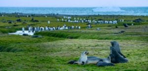 A group of fur seals lounges on the grassy shore, while a large colony of King penguins gathers near a small stream in the background. The scene overlooks the ocean, with a distant iceberg floating on the horizon, capturing the serene wildlife of South Georgia.