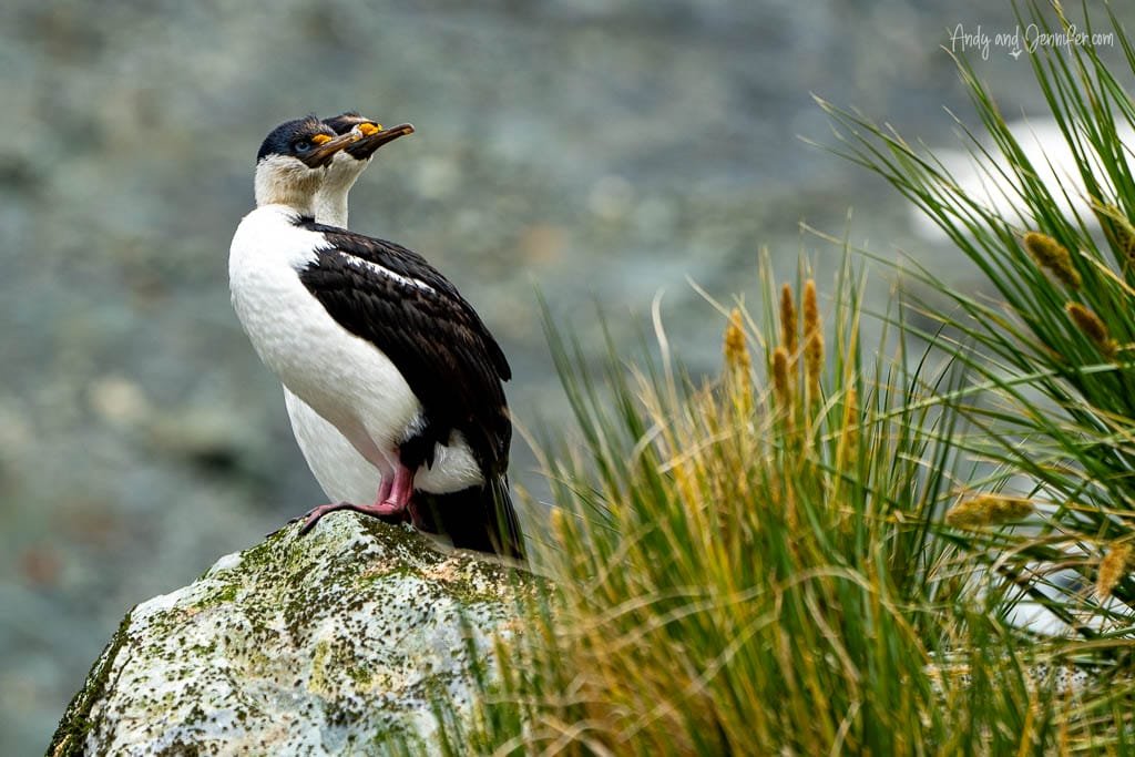 Blue-eyed shag perched on a rock with tall green grass nearby, holding a piece of seaweed in its orange and black beak. 
