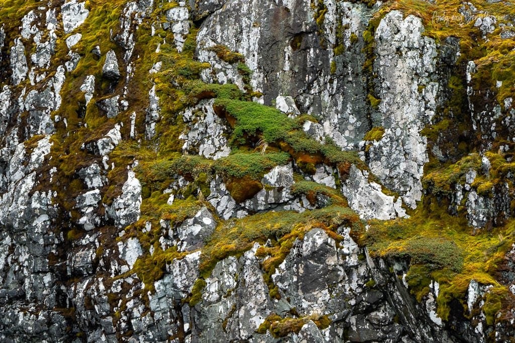 Close-up of a rocky cliff covered with patches of green moss and vegetation growing amidst white and gray stone.
