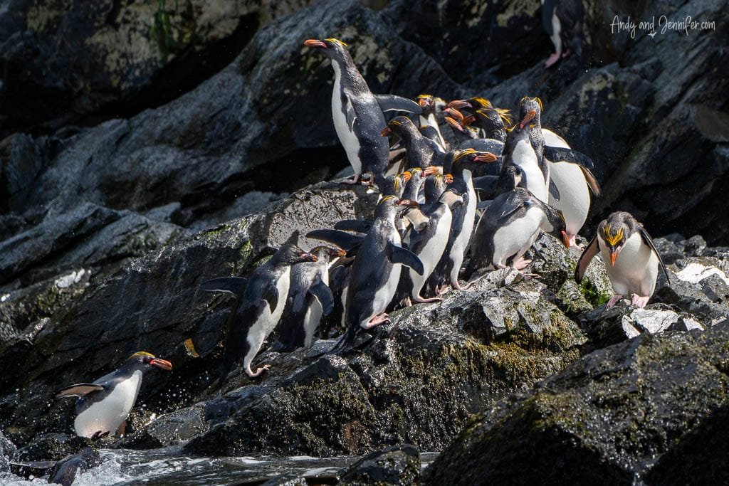 A group of macaroni penguins with yellow crests gathers on wet, rocky terrain near the water.