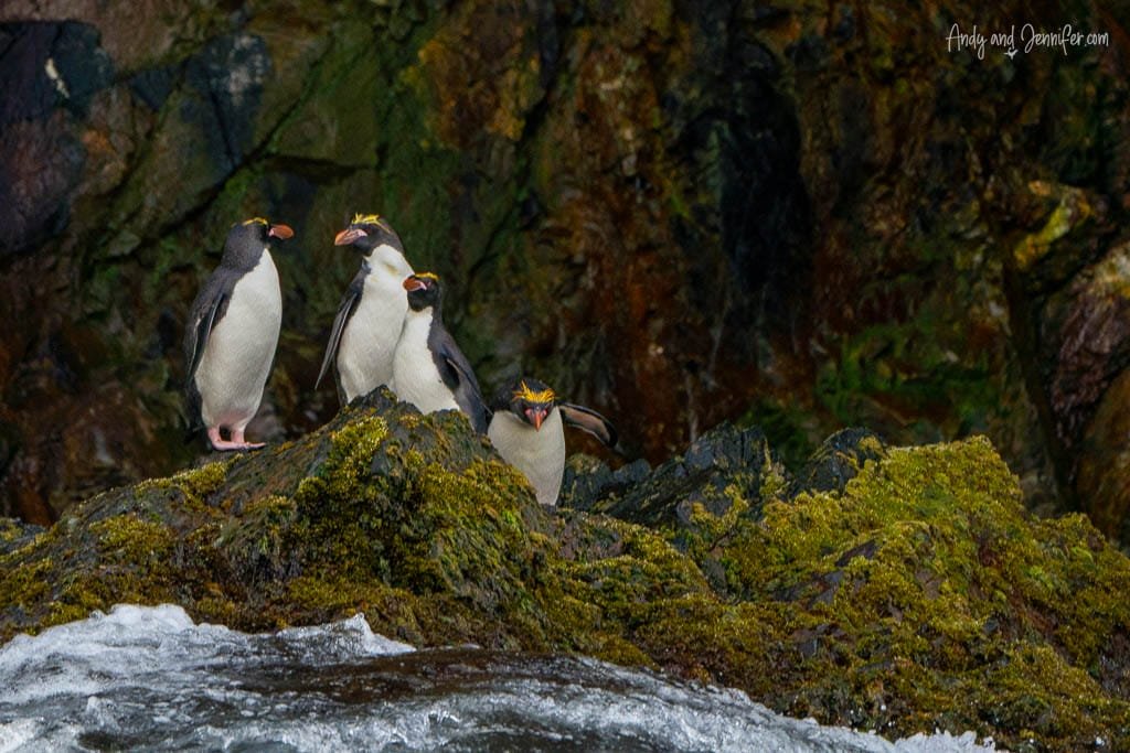 Four macaroni penguins stand on a moss-covered rock near the ocean, with dark cliffs in the background.