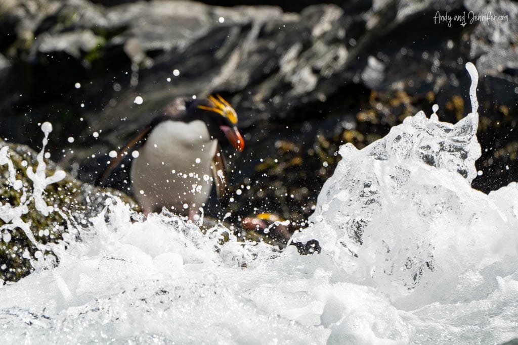 A macaroni penguin stands behind a splashing wave, partially obscured by the water spray against a rocky backdrop.