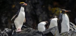A macaroni penguin stands tall on a rocky surface, its distinctive yellow-orange crest glowing in the sunlight, while three other penguins gather in the background.