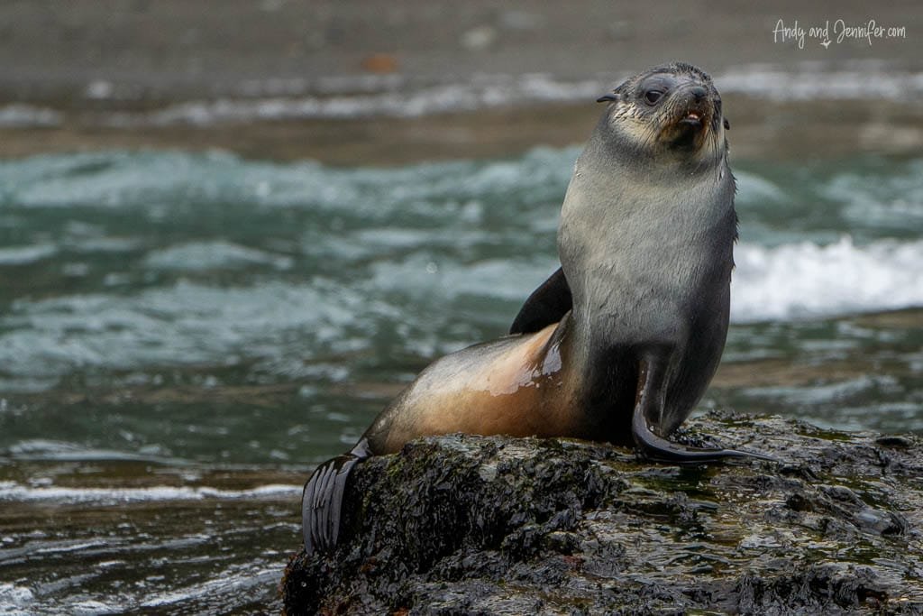 Fur seal pup resting on a wet rock near the shoreline with waves gently lapping in the background.