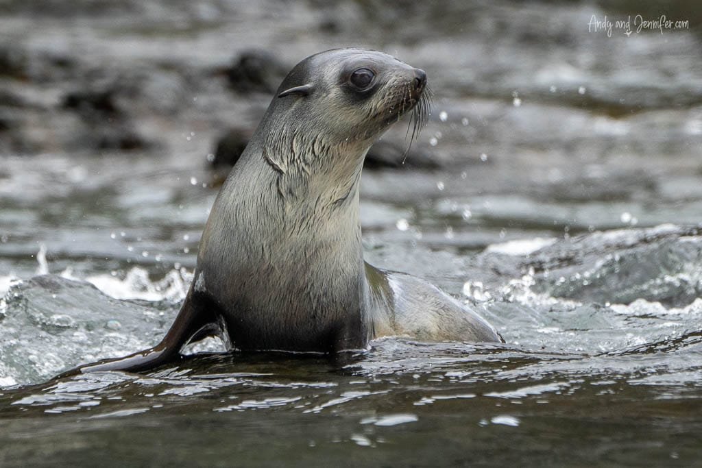 Wet fur seal pup sitting in shallow water with droplets falling from its whiskers, looking alert against a rocky shoreline.