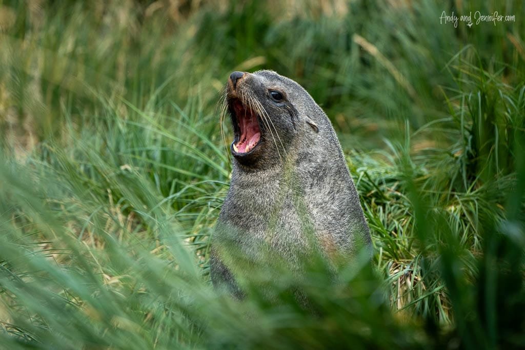 A fur seal with its mouth open, appearing to yawn or call out, sits among tall green grass in a coastal area.