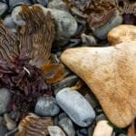 A large, weathered bone lies among smooth pebbles, brown seaweed, and vibrant red algae on a rocky beach.