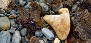 A large, weathered bone lies among smooth pebbles, brown seaweed, and vibrant red algae on a rocky beach.
