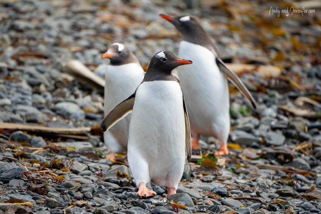 Three Gentoo penguins with bright orange beaks and feet walk across a rocky shoreline.