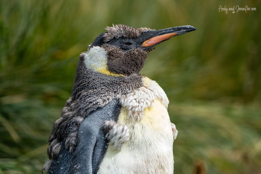 Close-up of a molting king penguin, its orange beak and patches of yellow visible amidst its shedding feathers, standing against a green grassy background.