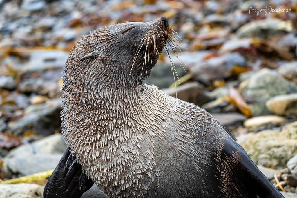 A fur seal with wet, dark brown fur lifts its head, eyes closed, while sitting on a rocky beach.