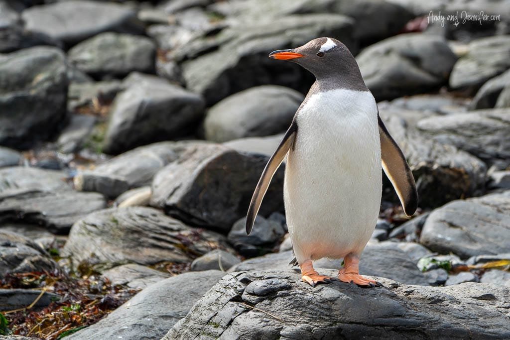 A single Gentoo penguin with an orange beak and feet stands on rocky terrain, wings slightly spread.
