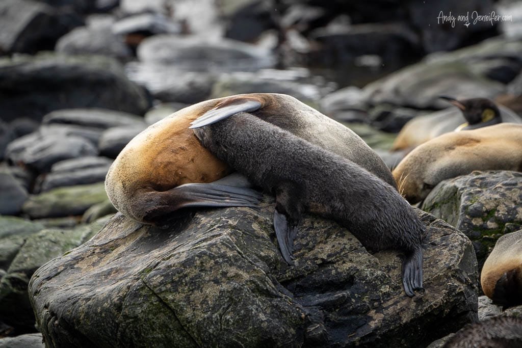 A fur seal pup nursing on an adult seal lying on a rocky surface, surrounded by other seals in the background.