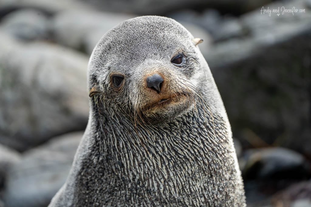 A close-up of a curious fur seal with wet, silver-gray fur, gazing directly at the camera.