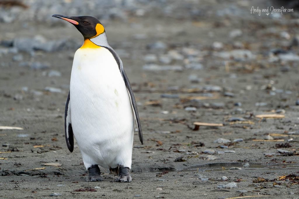 A solitary King penguin stands on a pebbly beach, with its striking yellow and orange neck contrasting against its sleek black and white feathers.