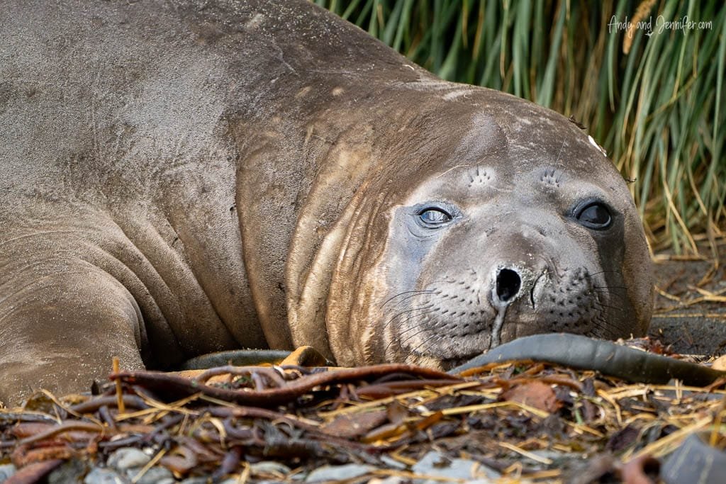 A large, sleepy seal resting on a bed of seaweed and rocks, with tired eyes half-open, nestled against the backdrop of tall green grass.