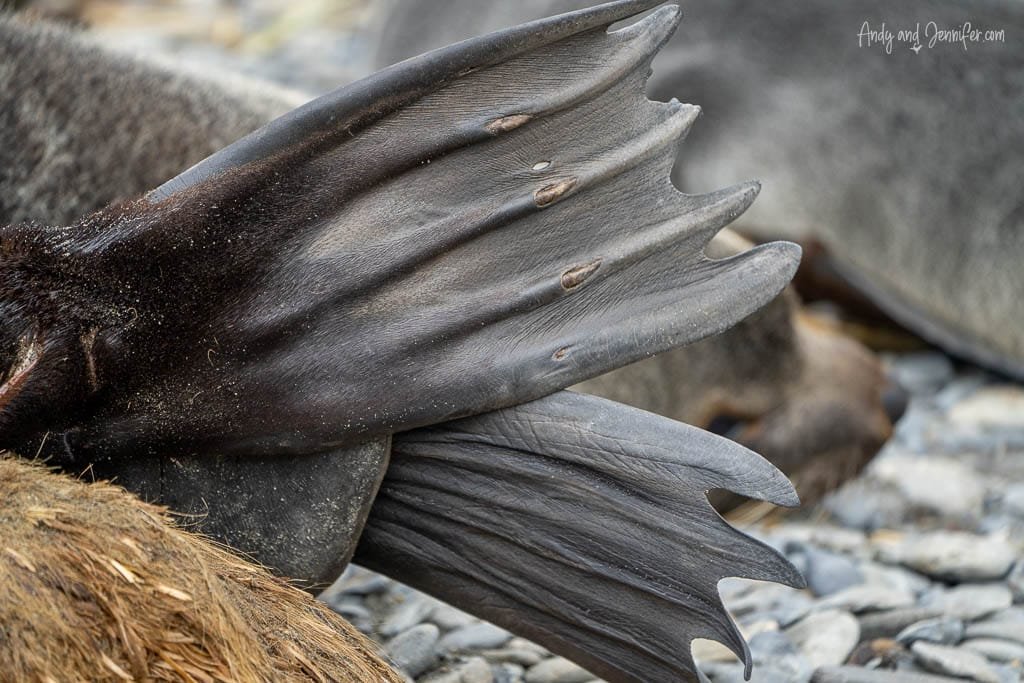 Close-up of a fur seal's flippers, showing their textured, webbed structure, with other seals resting on rocky ground in the background.