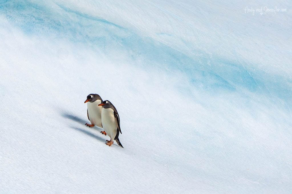 Two gentoo penguins walking side by side across a snowy, icy landscape with a soft blue gradient in the background.