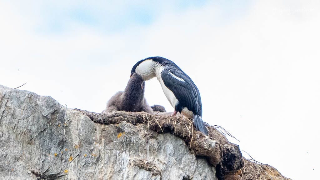 A cormorant feeds its fluffy chick on a rocky nest perched atop a cliff.