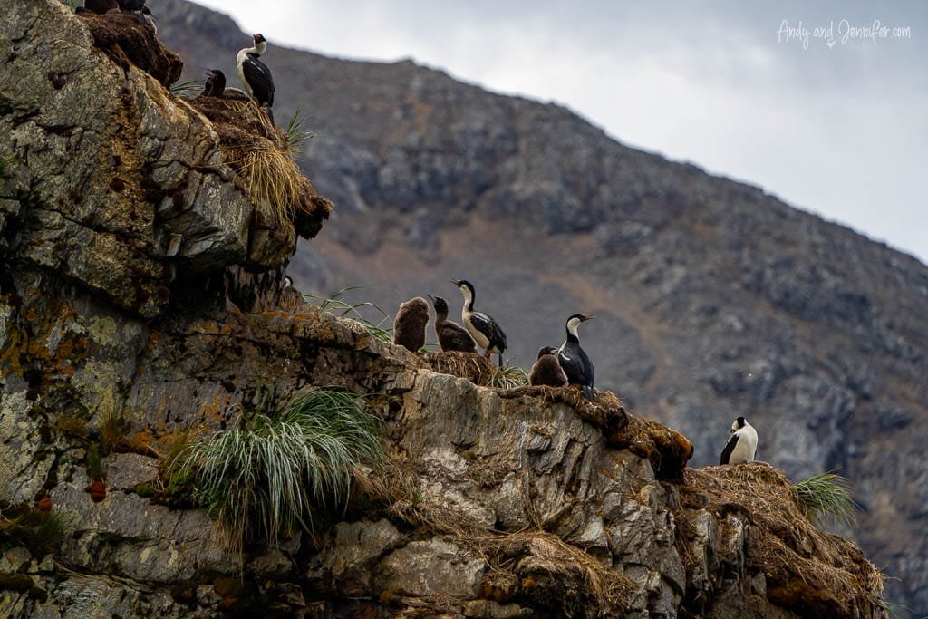 Several cormorants perch on a rocky cliff with tufts of grass, while one penguin stands below, against a backdrop of rugged mountains.