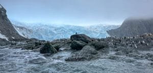 Penguin colony gathered on rocky shore with towering glacier and foggy sky in the background.