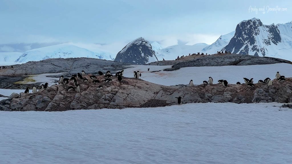 Colony of penguins gathered on rocky, snow-covered terrain with towering Antarctic mountains in the background.