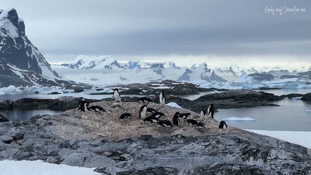 Penguins nesting on rocky ground near icy Antarctic waters, with mountains and glaciers in the background.