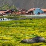 Seals rest on the grassy shore while a large group of king penguins gathers near water with abandoned, rusted buildings in the background.