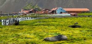 Seals rest on the grassy shore while a large group of king penguins gathers near water with abandoned, rusted buildings in the background.