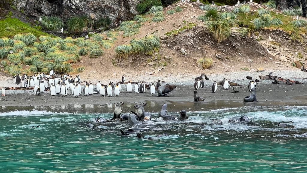 Penguins and fur seals gather on a rocky beach, with seals playing in the shallow water and a backdrop of tussock grass-covered cliffs.
