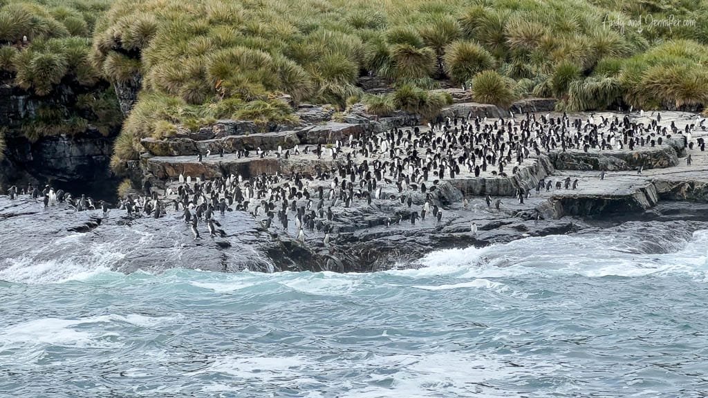 A large colony of penguins gathers on rocky shorelines with grassy cliffs, as ocean waves crash against the rocks.