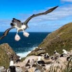 A Black-browed albatross flying over a rocky nesting colony with other albatrosses near the ocean cliffs on a sunny day.