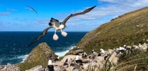 A Black-browed albatross flying over a rocky nesting colony with other albatrosses near the ocean cliffs on a sunny day.