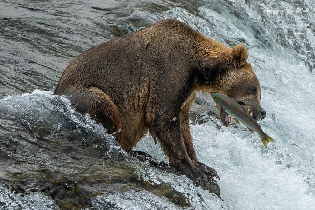 Brown bear holding a salmon in its mouth while standing on a waterfall