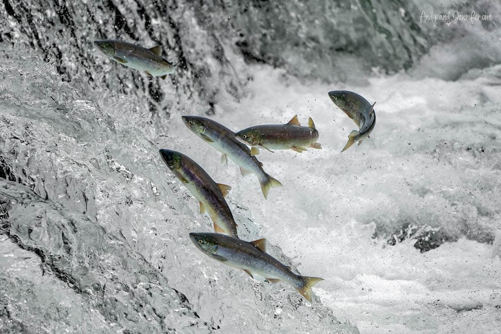 Salmon leaping up a waterfall during their upstream migration